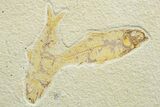 Limestone with Two Fossil Fish (Knightia) - Wyoming #363821-1